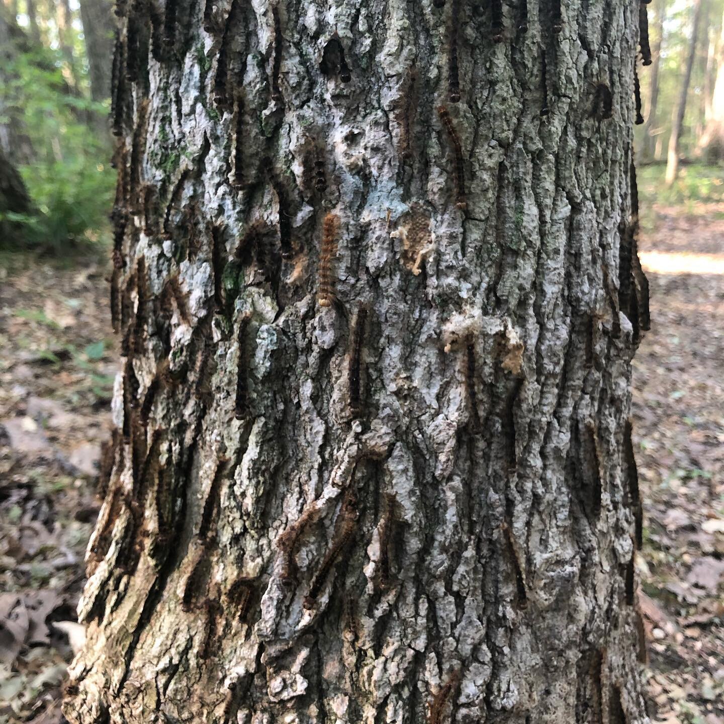 Gypsy moth caterpillars climbing a tree for another day of feeding

After this year, I&rsquo;m sure the majority of people in Ontario are now familiar with the gypsy moth, and the unchecked havoc they wreak on forests. 

The more places I visit, the 