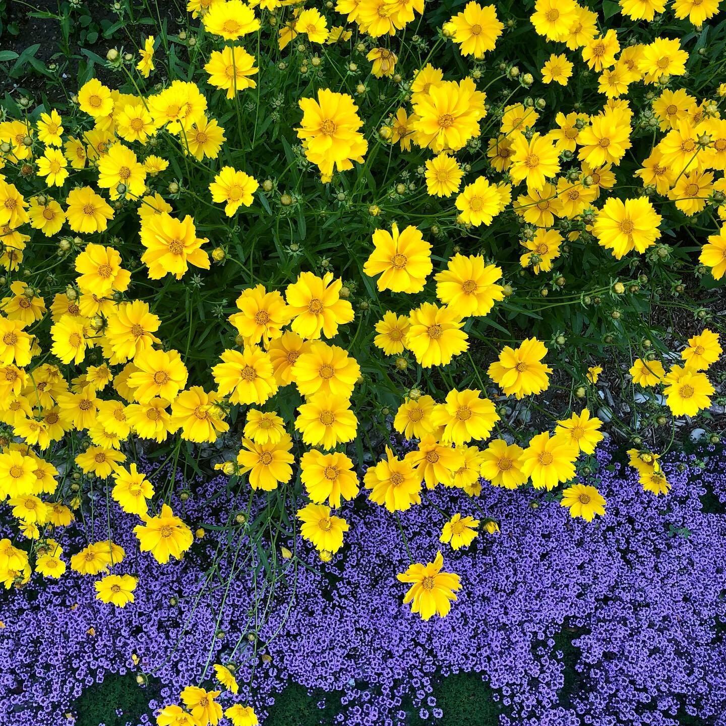 Coreopsis lanceolata

These were planted into a sunny border with poor soil, river stone &lsquo;mulch&rsquo;... and very little expectation. 

Fast forward two years and they are stealing the show 😍

With Coreopsis l., expect a profusion of yellow b