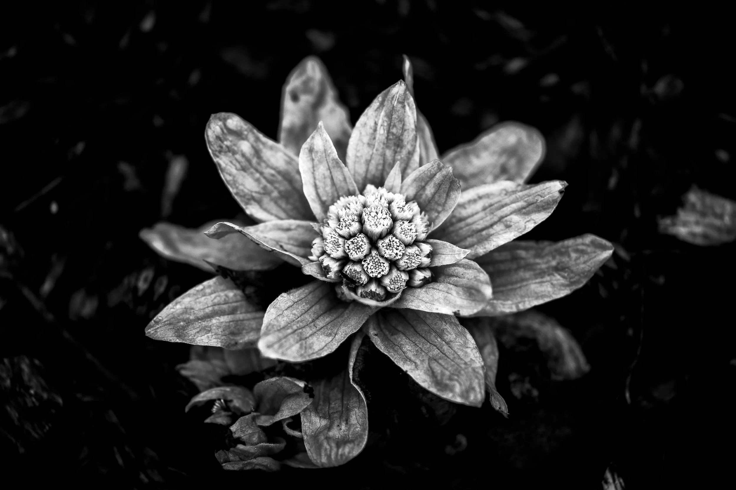 Arnold Arboretum, April 5, 2026