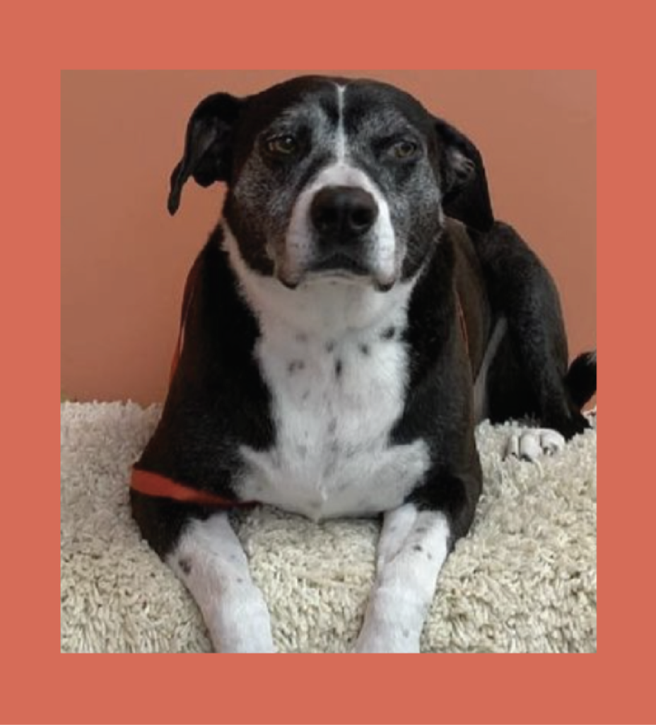 FUR BAR dog grooming listing photo