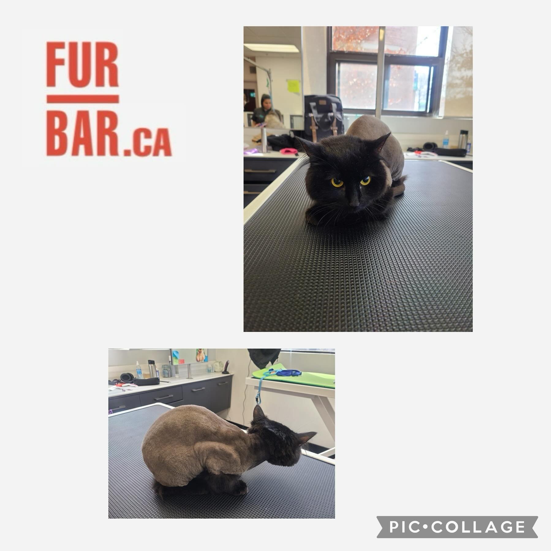 Cat day is any day from Tuesday to Friday with Katelyn and Melissa &hearts;️
Call for more information 
#cargrooming #salon #groomingsalon #furbar #furbargrooming #pet #catlover #toronto #northyork