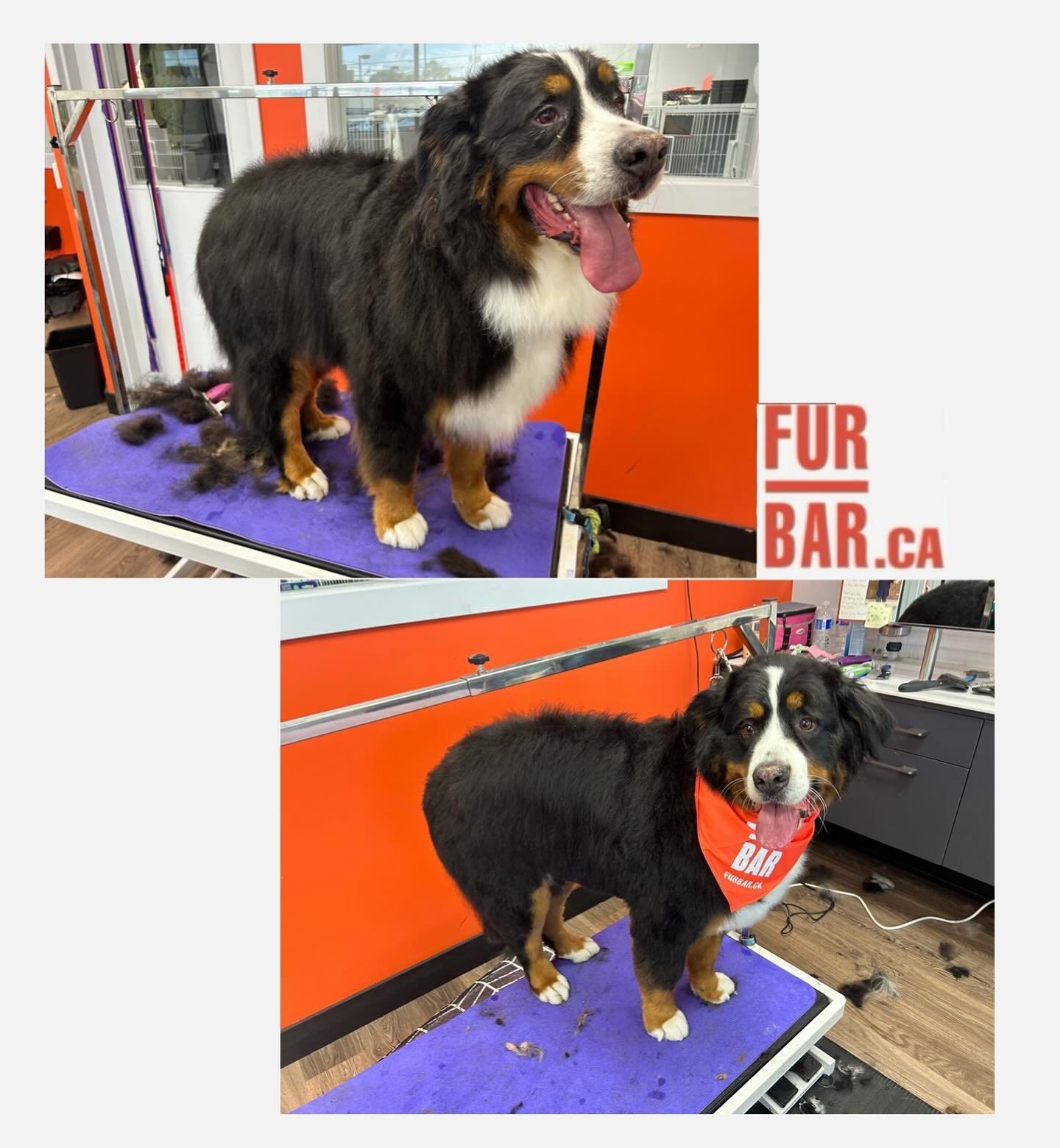 Otis before and after is bombastic!!
Tidy done by 𝗠𝗲𝗹𝗶𝘀𝘀𝗮
#furbar #bernese #tidy #furbarpetgrooming #toronto #northyork #cutie #bigboy #bath #doglover #salon #groomingsalon