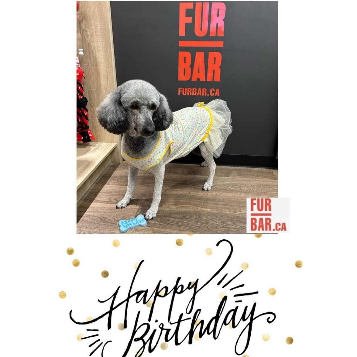 Beatrice &hearts;️⭐️
Happy Birthday to you !! 
#furbar #furbarpetgrooming #happybirthday #happydog #summercut #northyork #toronto #grooming #birthdaygirl 
Groomed by 𝗠𝗲𝗹𝗶𝘀𝘀𝗮
