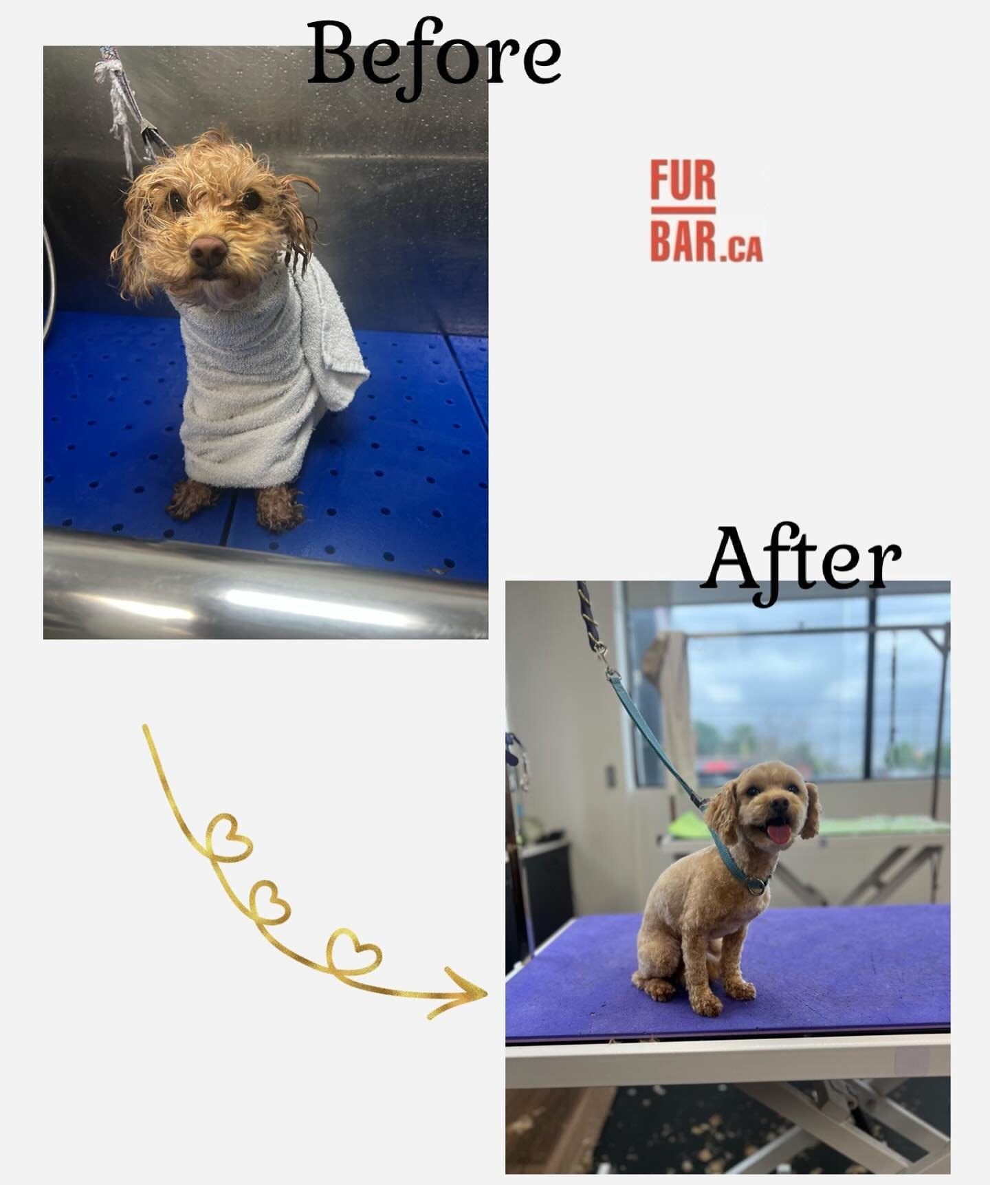 Oh Daisy 🌼!
It was love at first sight &hearts;️
Groomed by 𝗡𝘂𝗿𝗶𝗮
#daisy #cutie #goodgirl #sweet #amazing #poodle #love #grooming #groomingsalon #furbar #furbarpetgrooming #pets #toronto #northyork