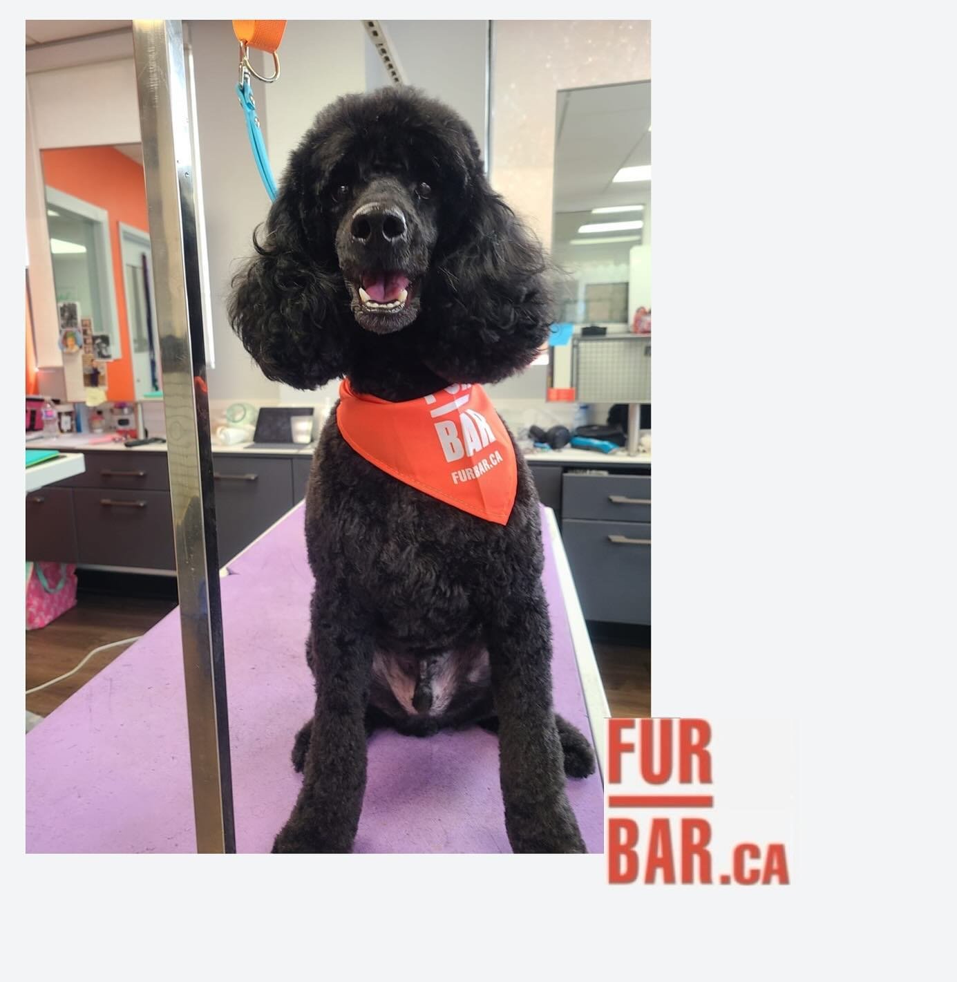 Linus may be dramatic but his looks are fire 🔥 
Groomed by 𝗞𝗮𝘁𝗲
#poodle #minipoodle #furbar #furbarpetgrooming #petgrooming #spaday #grooming #groomingday🐶✂️🛁 #northyork #toronto