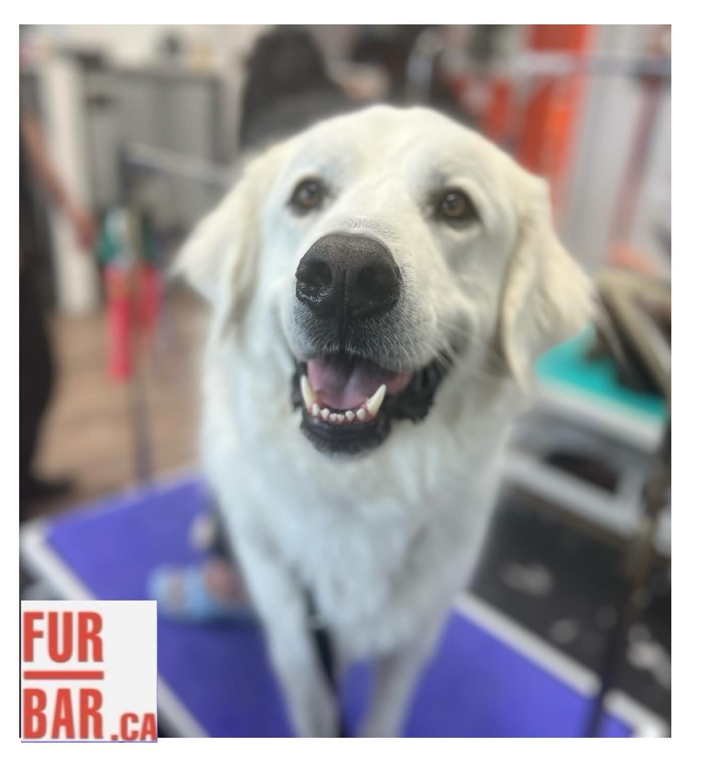 Oh Alfredo, that smile 🫣💞
Tidy done by 𝘼𝙣𝙖𝙨𝙩𝙖𝙨𝙞𝙞𝙖
#tidy #groom #furbar #furbarpetgrooming #pets #doggo #greatpyrenees #white #groomingday🐶✂️🛁 #spaday #toronto #northyork