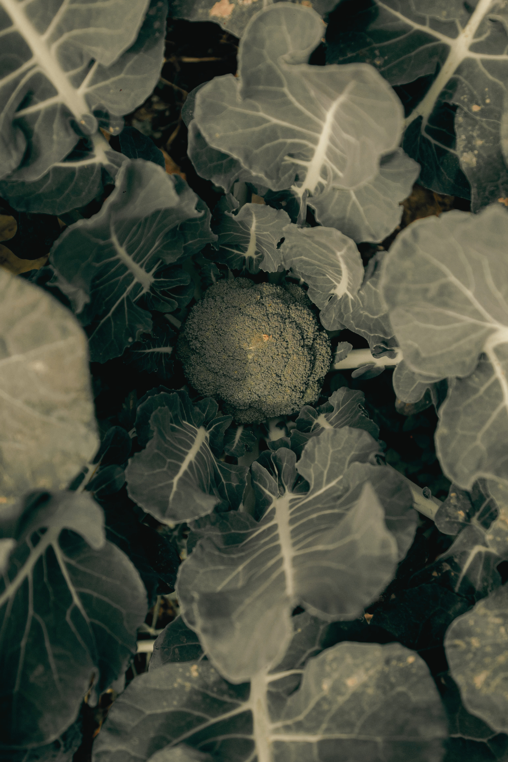 Showcasing your Homesteading Life Online