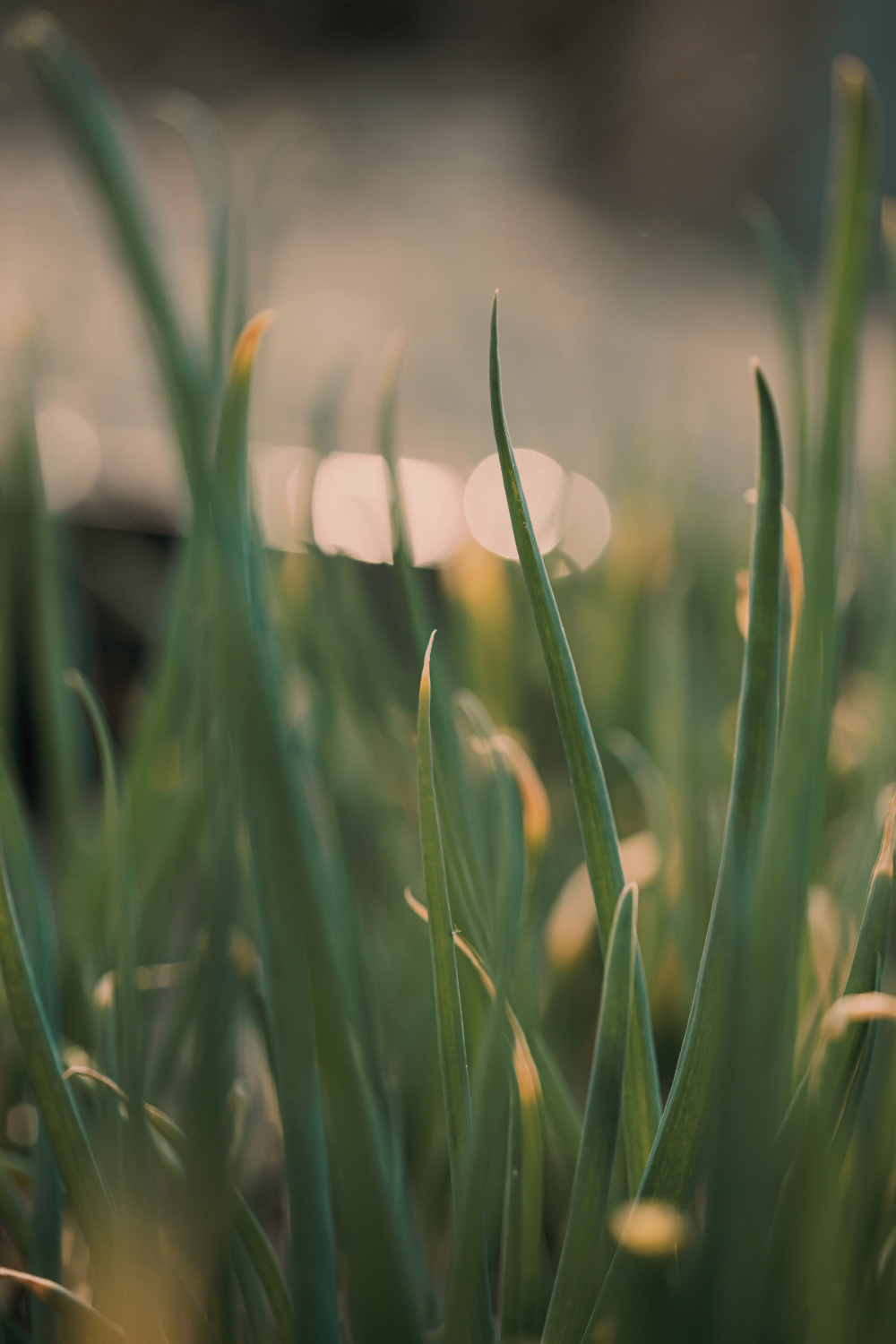 Creative Content Tips for Homesteaders: Authentic Farm and Garden Storytelling