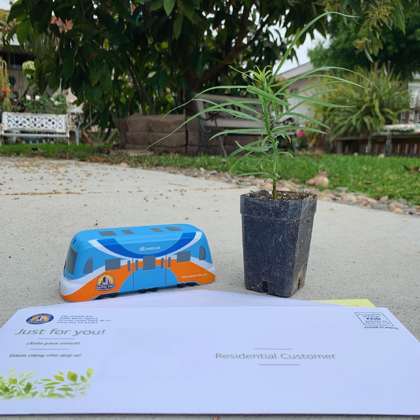 Celebrating #EarthDay with a little help from the @cityofsantaana 🌱

The city was giving out these sweet #FernPineTree seedlings at the @santaanalibrary!
Picked one up during my lunch break. They were while supplies last! Wouldn&rsquo;t hurt to driv