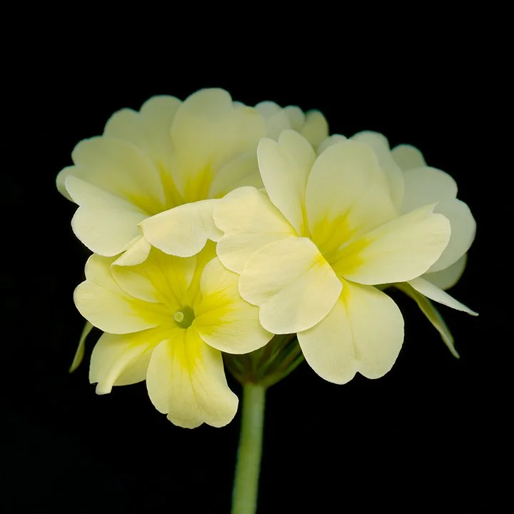 Primrose.II