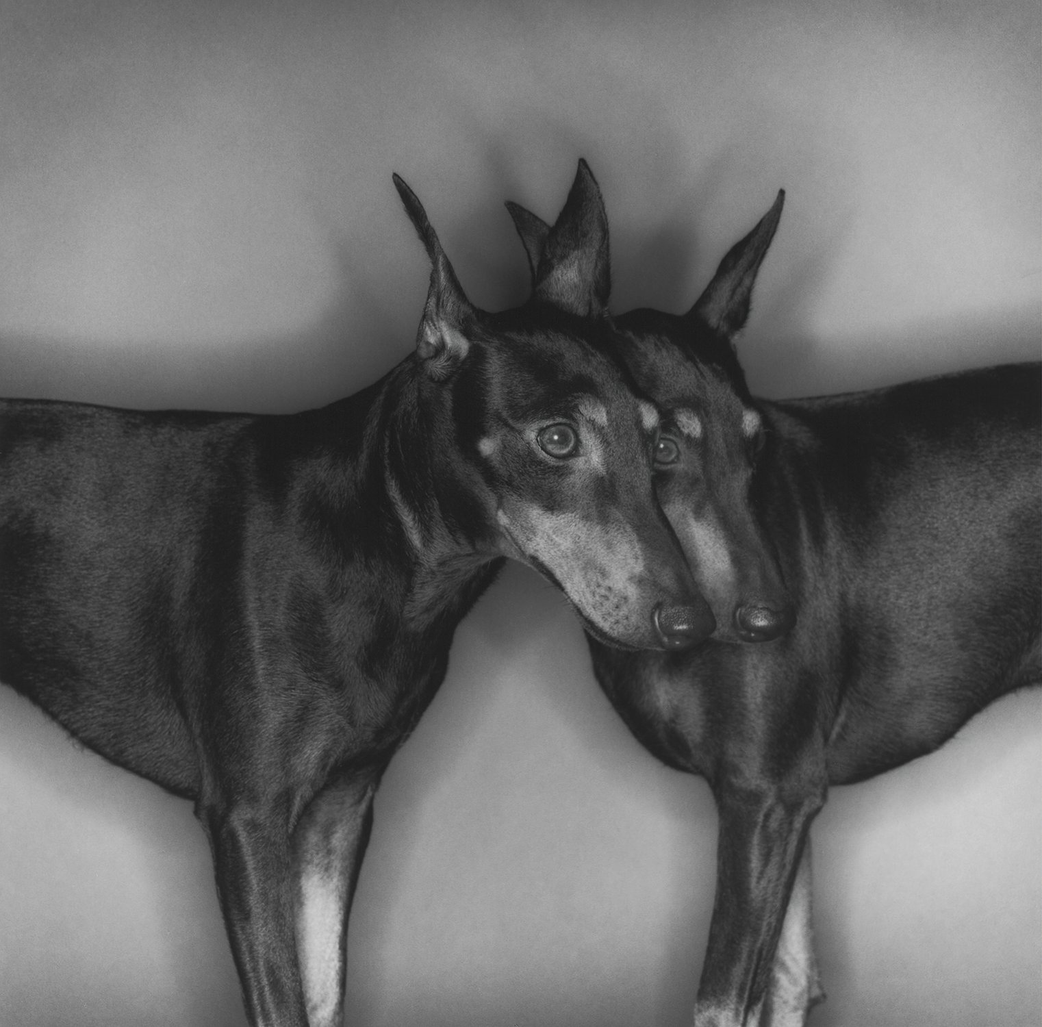 Alice and Bess.I / Manchester Terriers 2000