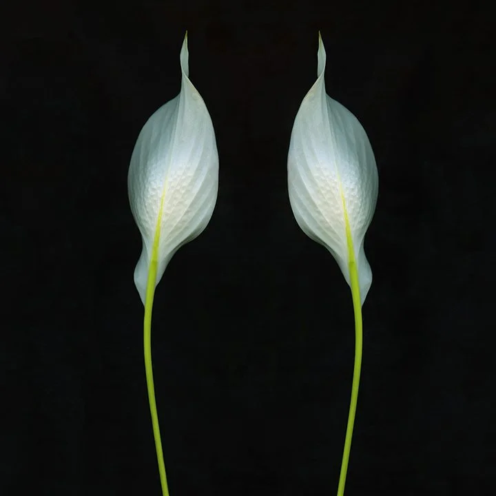Peace Lily.XX