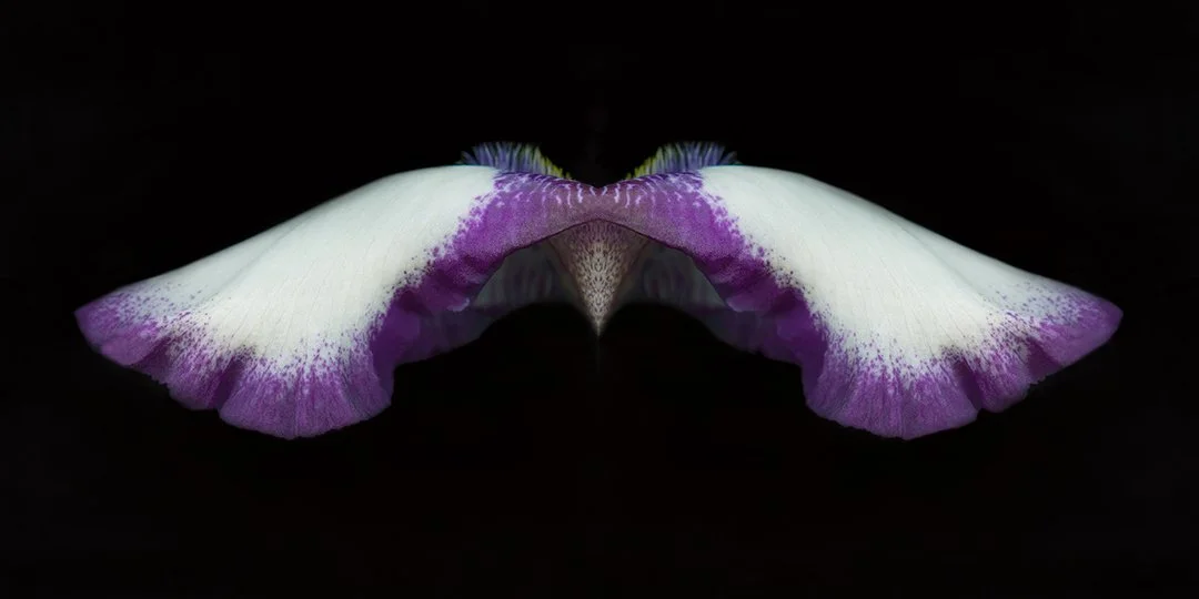 Bearded Iris.II