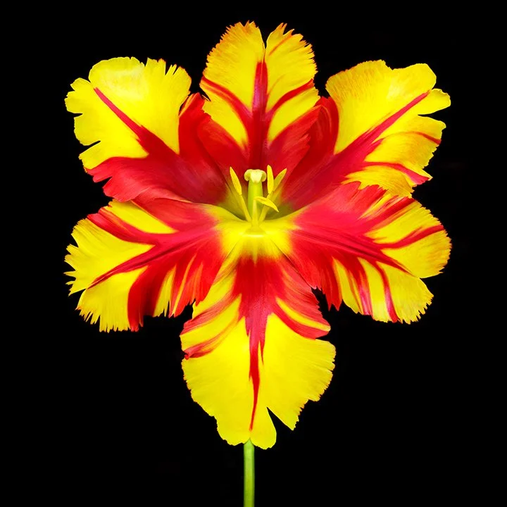 Flaming Parrot Tulip.I