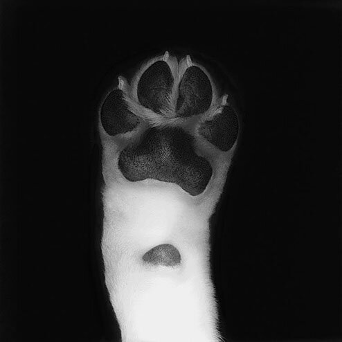 Georgia Peach.I / Labrador Retriever 2001