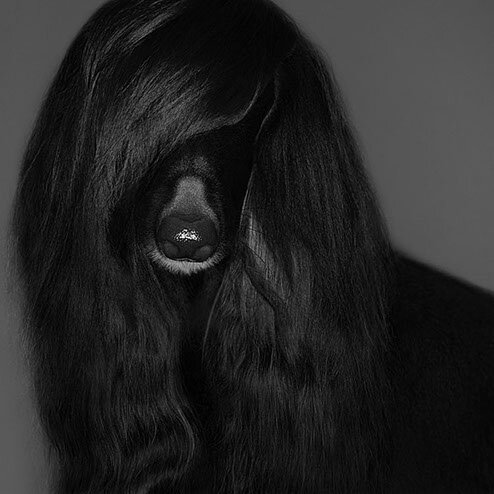 Twyla Rose.II / Afghan Hound 2013