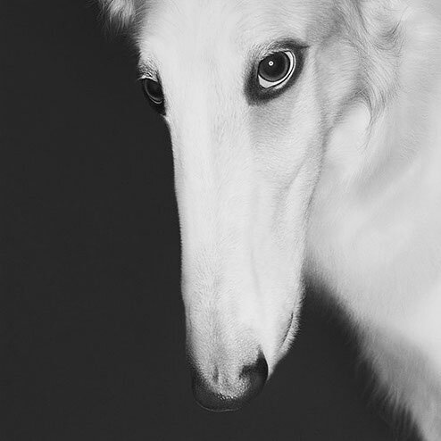 Eve.II / Borzoi 2013