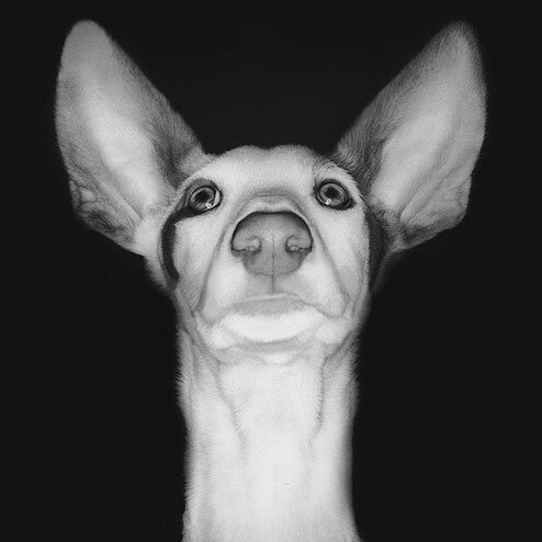 Leap.I / Ibizan Hound 2004