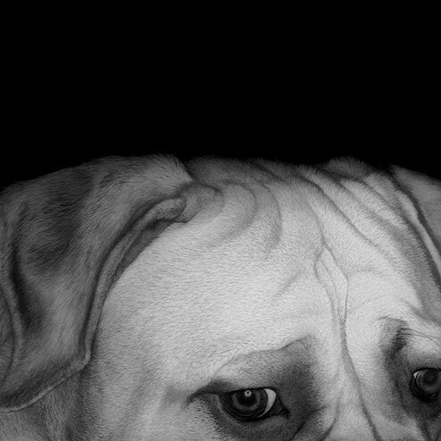 Rolland.I / Bull Mastiff 2001