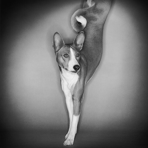 Juri.I / Basenji 2000