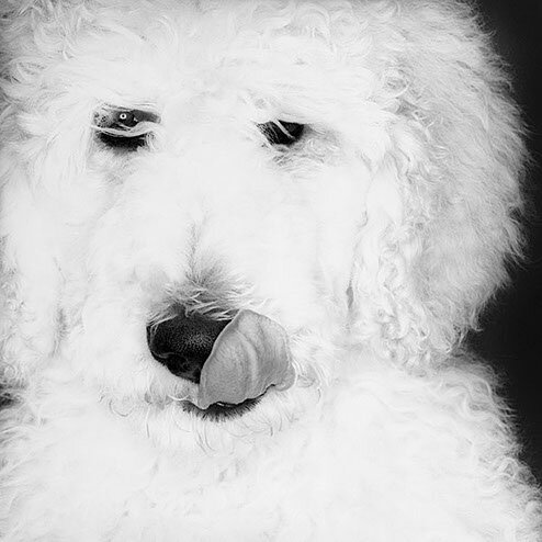 Margot.I / Poodle 2002