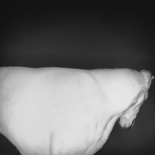 Wang.1 / Whippet 2001