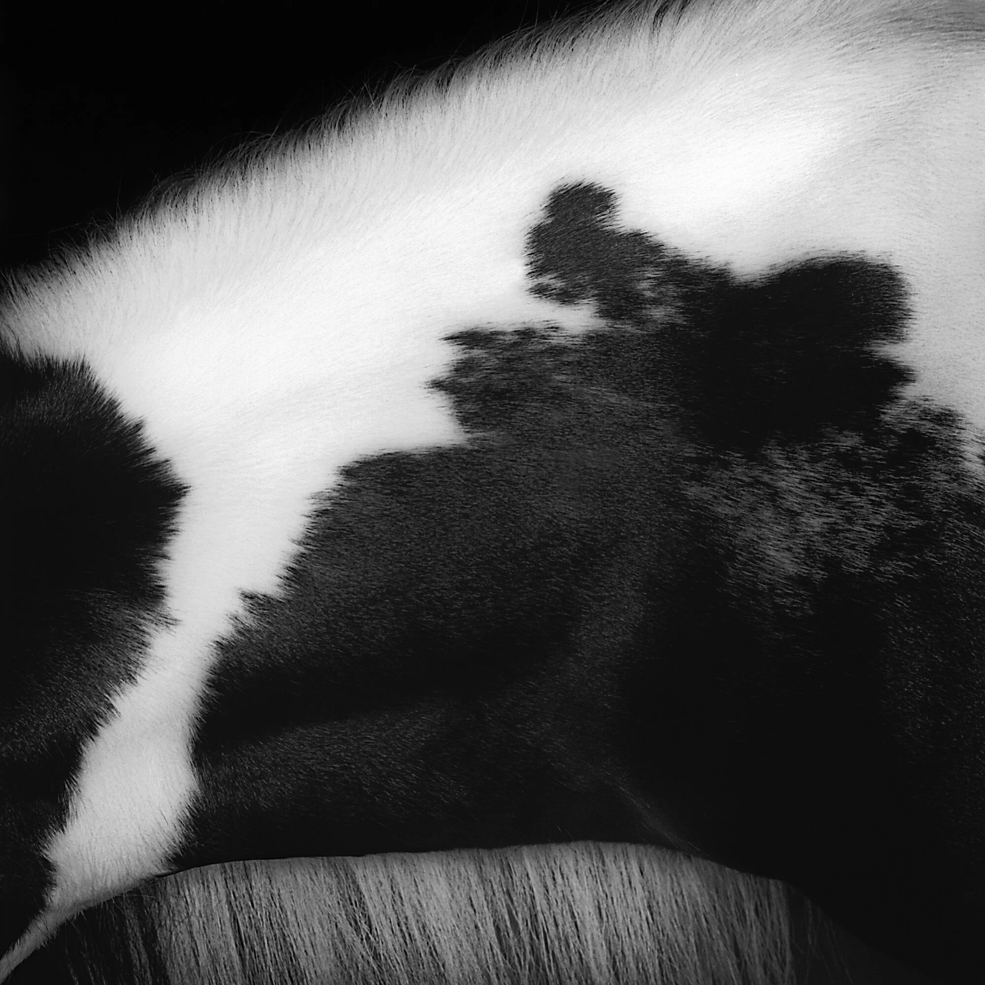 Bandito.II