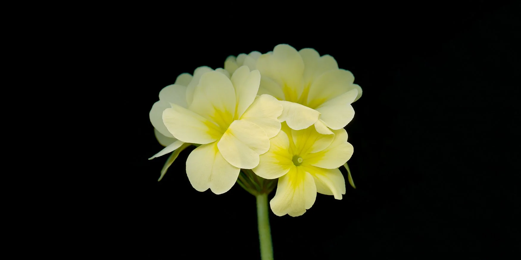 Primrose.I