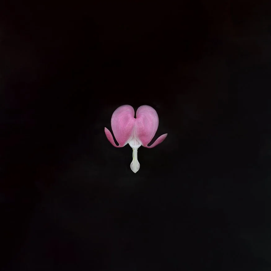 Bleeding Heart.I