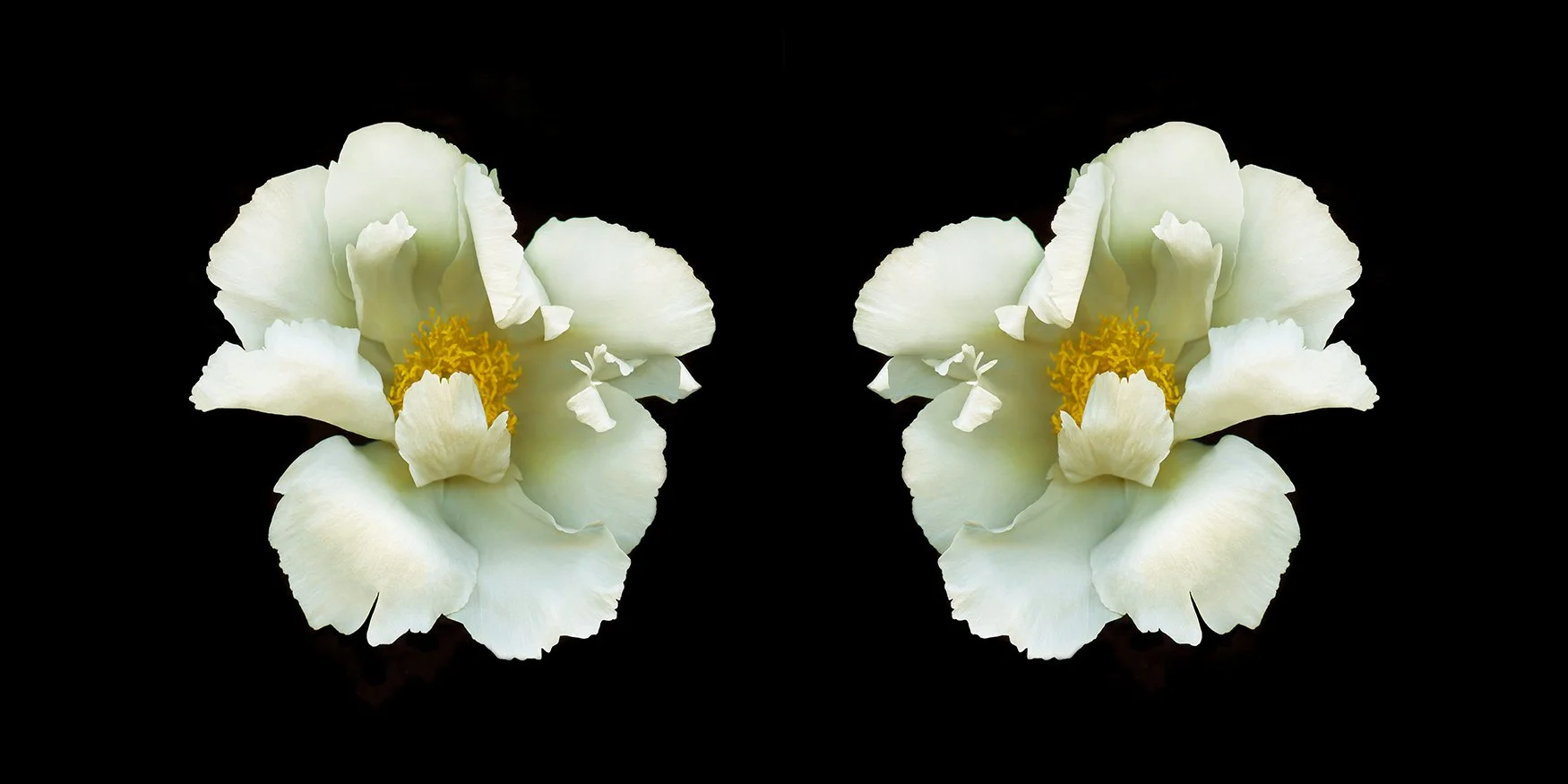 Tree peony.I