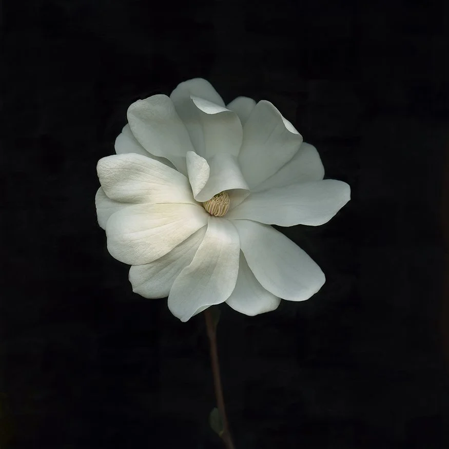 Magnolia.VII