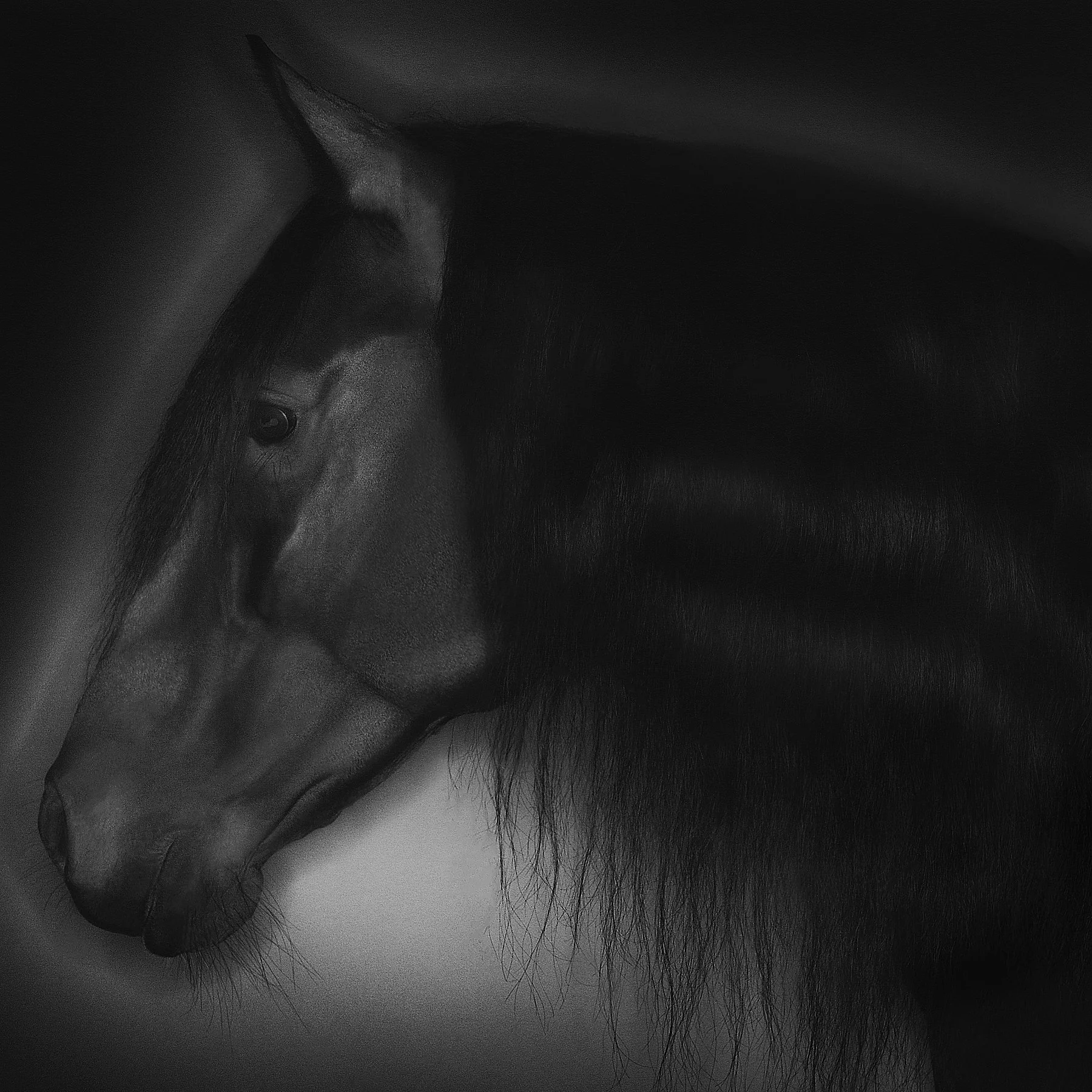 Manjerico.II VII