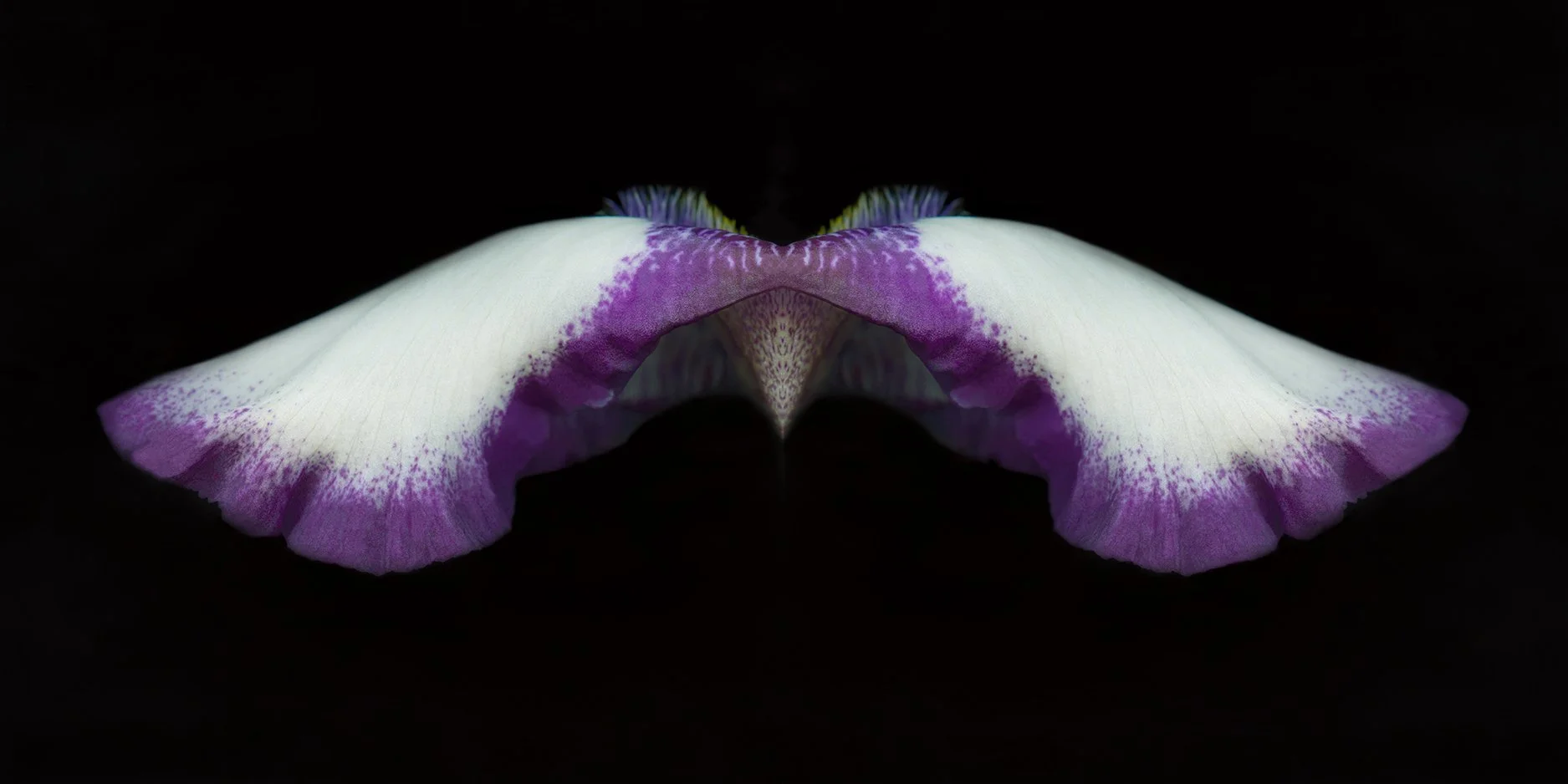 Bearded Iris.II