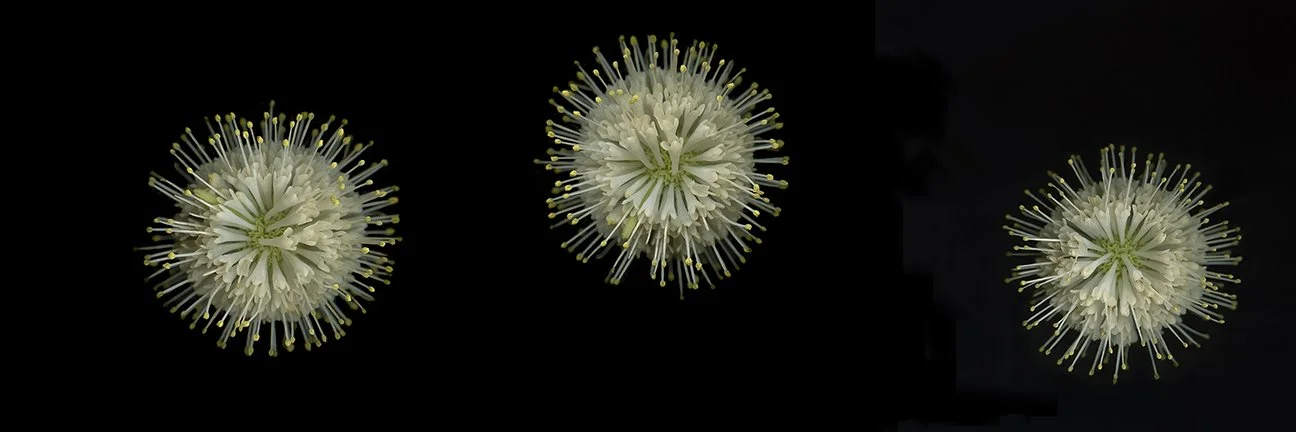 Buttonbush.I
