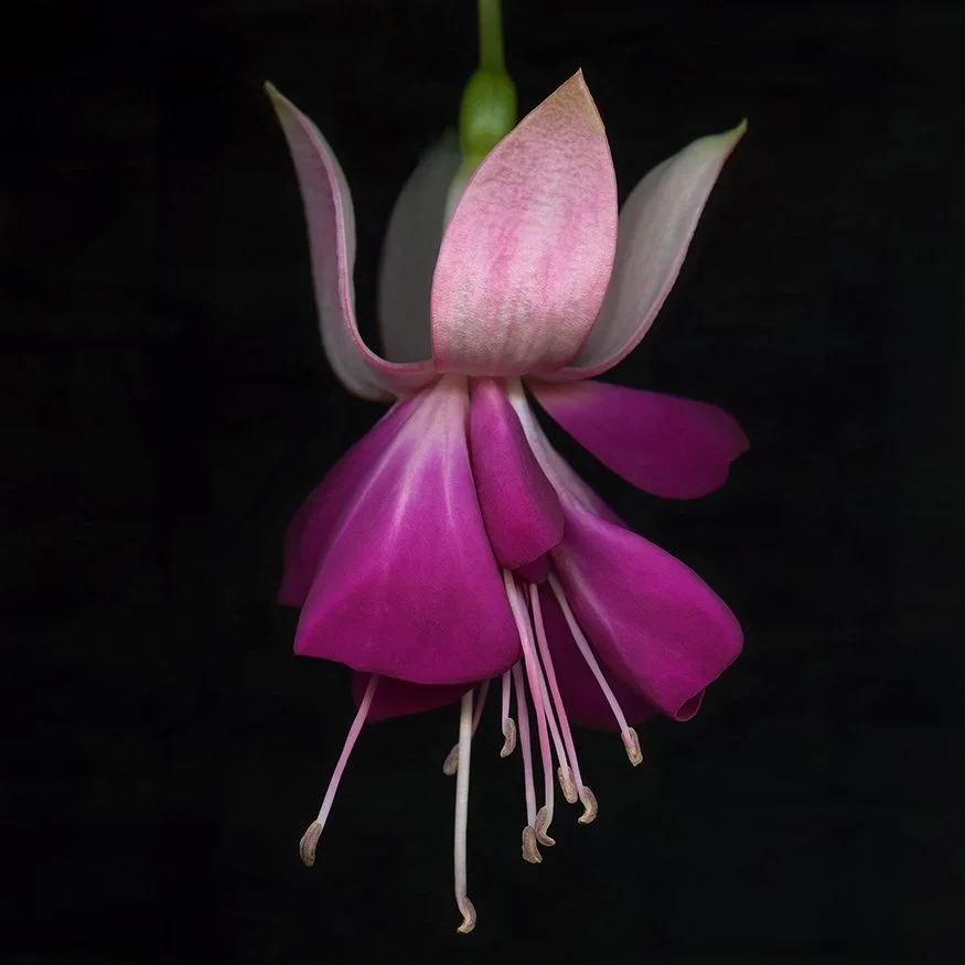 Fuchsia.VI