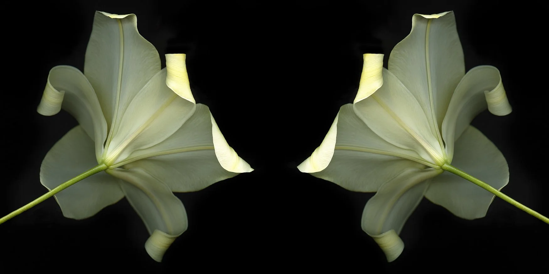 Trumpet lily.I
