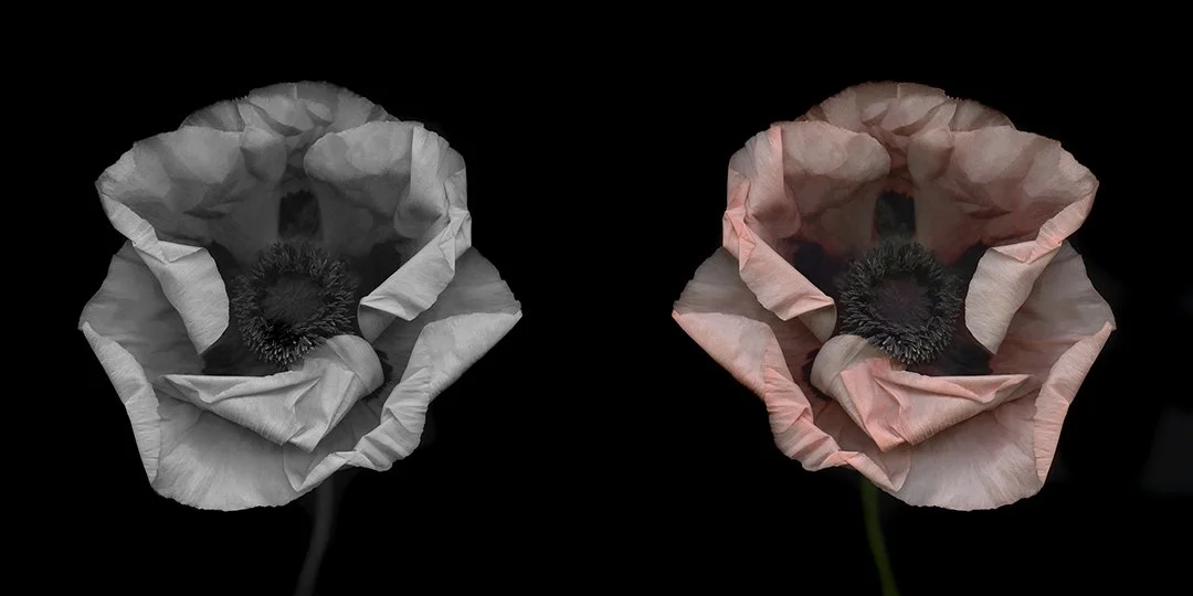 Oriental Poppy.I