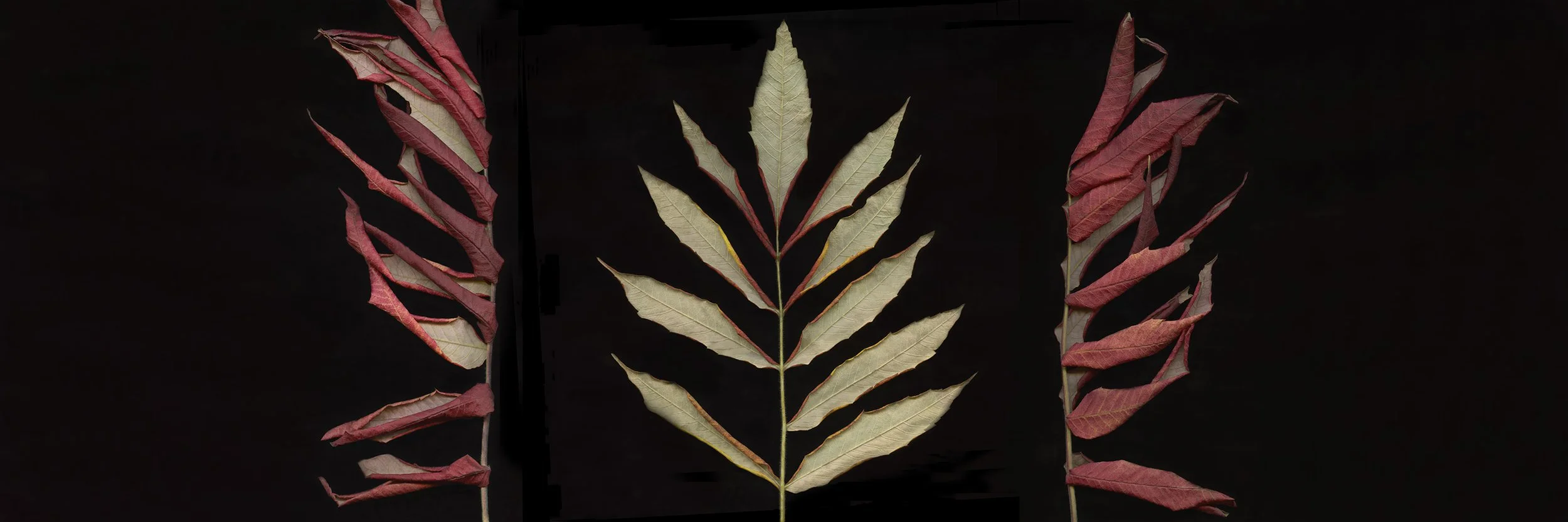 Sumac.I