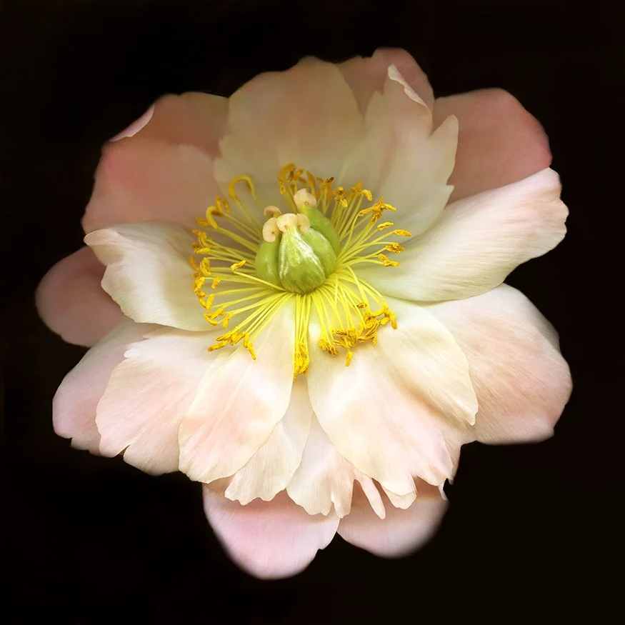 Peony.XXV