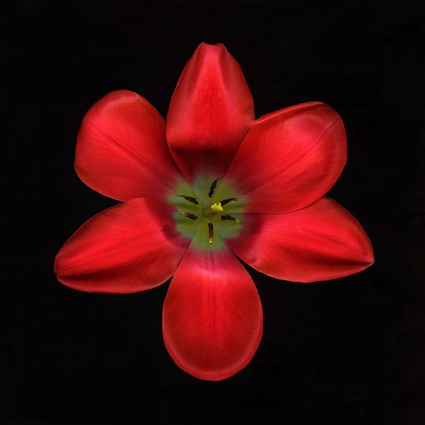 Red Tulip.V