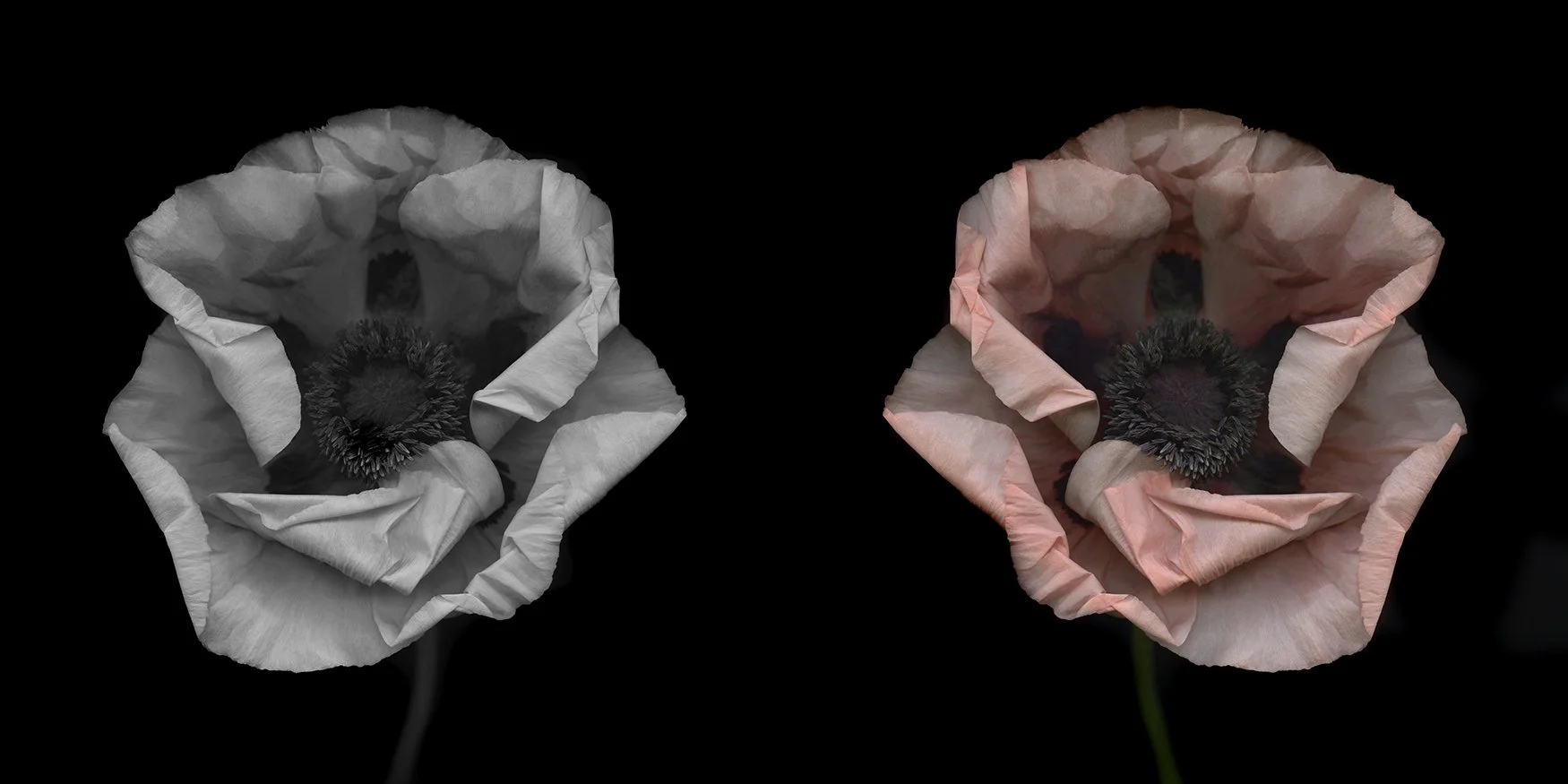 Oriental poppy.I