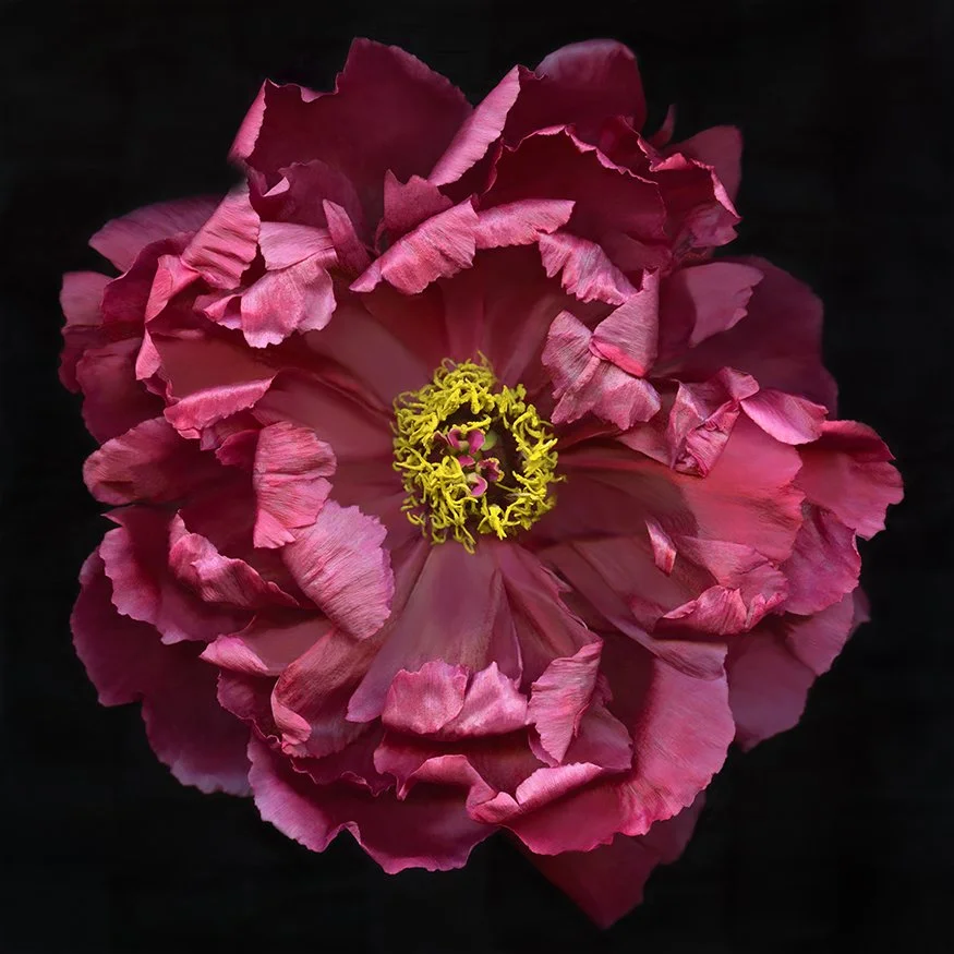 Tree Peony.XXXVI