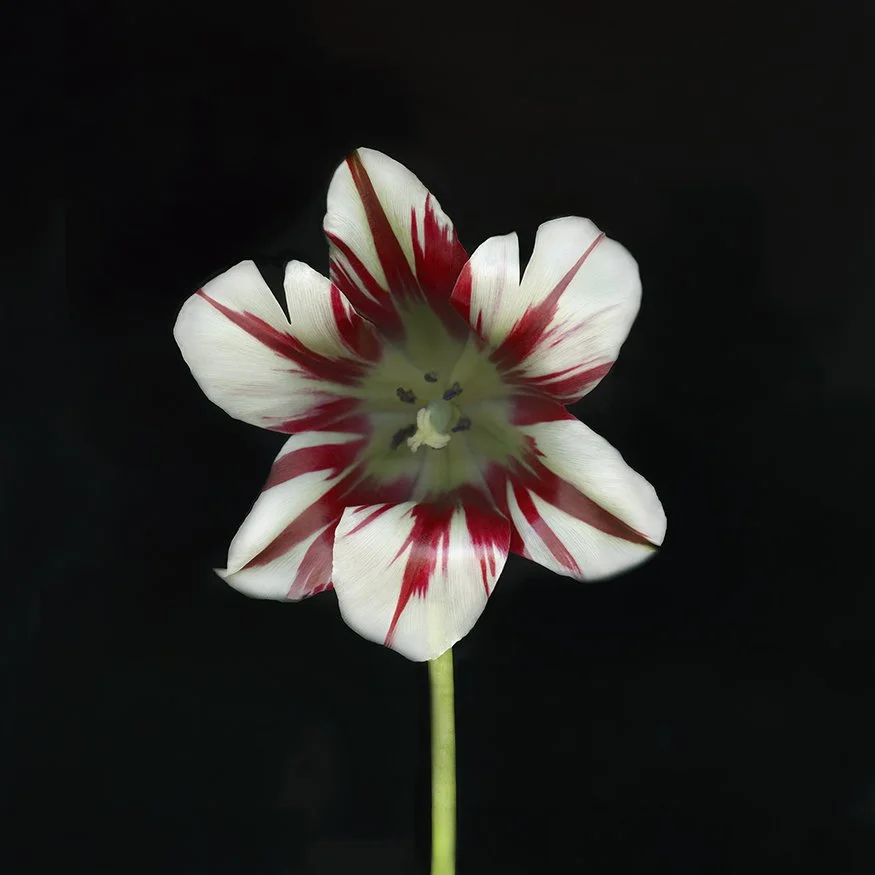 Tulip.XXVII