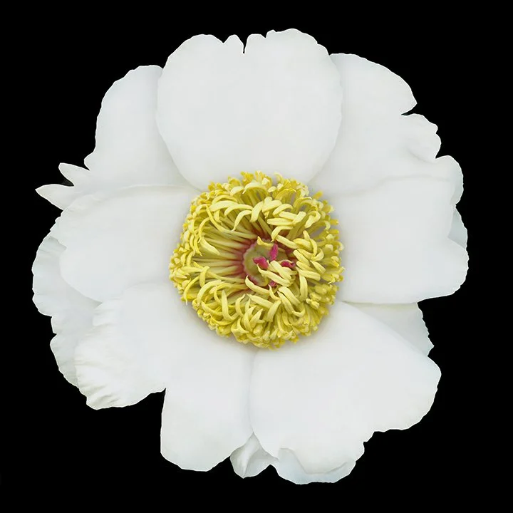 White Peony.I