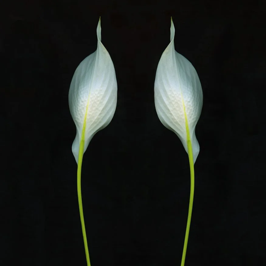 Peace Lily.XX