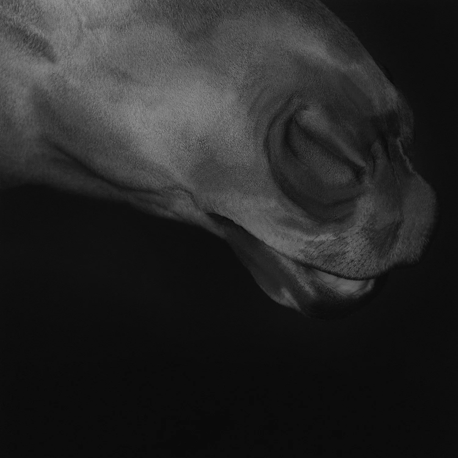 Chief.II