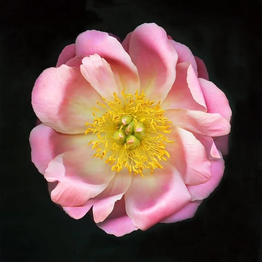 Pink Peony.IV