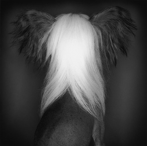 Kirby II / Chinese Crested 2001
