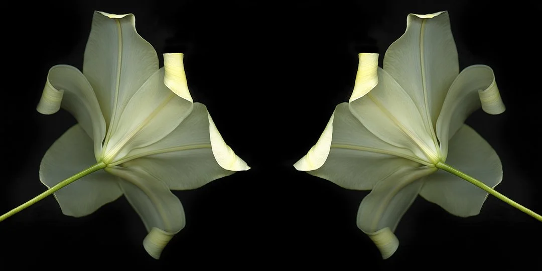 Trumpet Lily.I