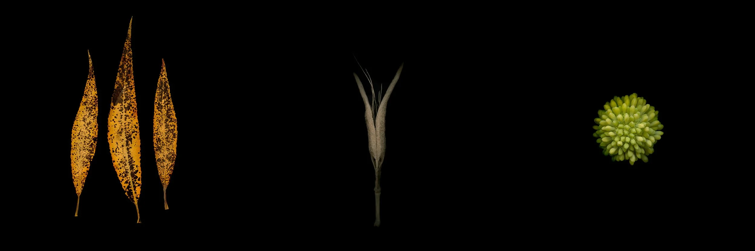 Almond willow / Pod / Buttonbush.I